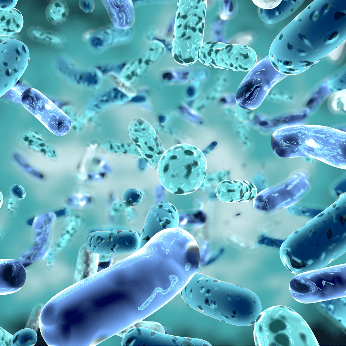 Probiotics and spores